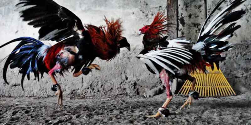 Which Rooster Will Win in Specific Rounds Bet